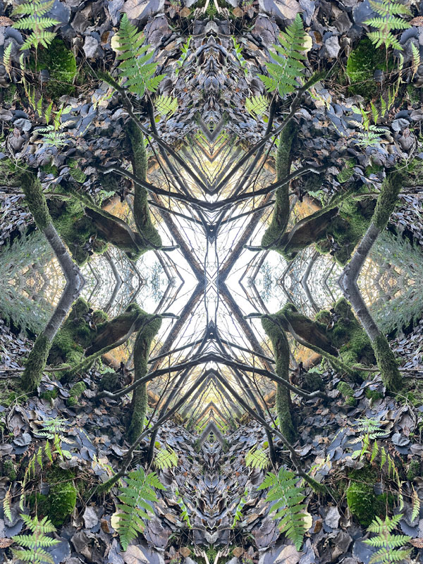 Mantis no.1 Konst Konstnär Norrtälje Riala Fotokonstnär Fotokonst