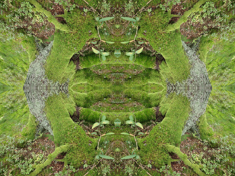 Moss no.2 Konst Konstnär Norrtälje Riala Fotokonstnär Fotokonst