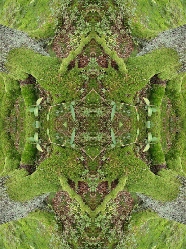 Moss no.1 Konst Konstnär Norrtälje Riala Fotokonstnär Fotokonst