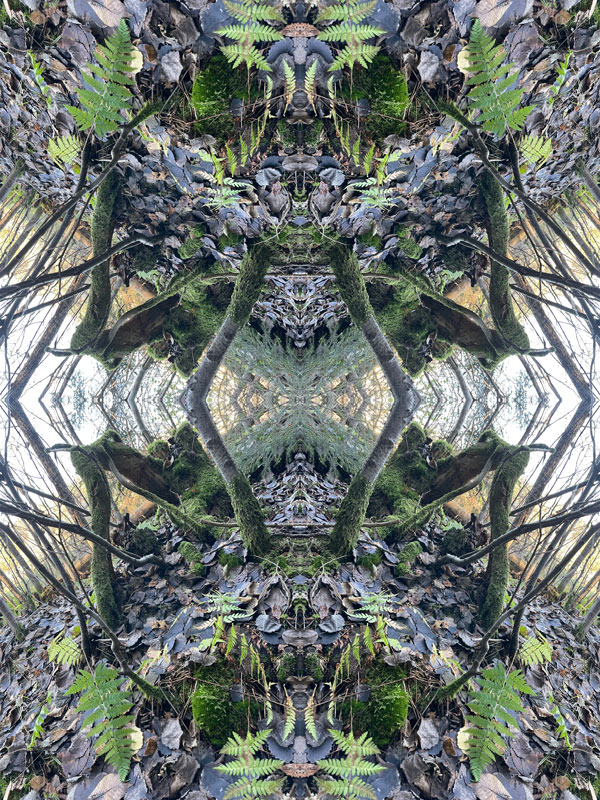 Mantis no.2 Konst Konstnär Norrtälje Riala Fotokonstnär Fotokonst